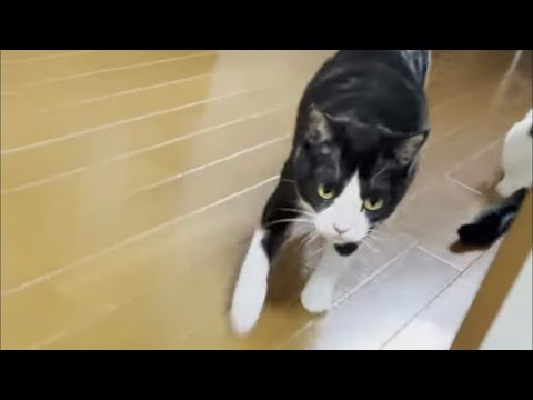 娘と「にゃぉ～ん」で会話する猫 フルver(YouTube)