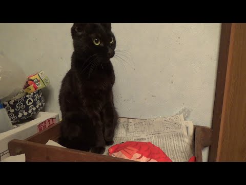 賢い黒猫が魚にとどめを刺そうとしていました【最終回】(YouTube)