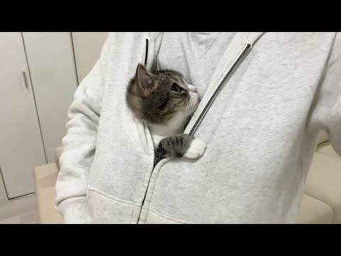 1日中パーカーに入ったまま離れてくれない猫に困っています…(YouTube)