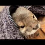 いつの間に飼い主の服に入ってるカワウソとそれをしばきあげる猫 Otter in owner’s clothes before long.(YouTube)
