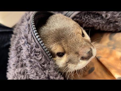 いつの間に飼い主の服に入ってるカワウソとそれをしばきあげる猫 Otter in owner’s clothes before long.(YouTube)