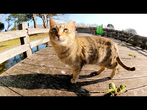 橋を渡ろうとしたら、可愛いキジ猫と黒猫に足止めされた(YouTube)
