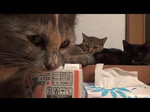 イライラしてるのが表情に出てしまう猫(YouTube)