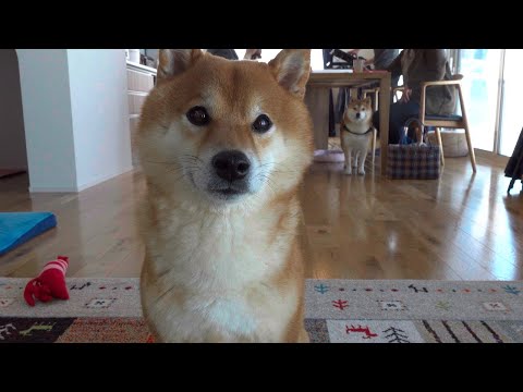 実家のみんなが帰った後、まさかの展開に。(YouTube)