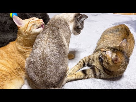 妹猫の大胆な行動にタジタジな麦わら猫(笑)♥(YouTube)