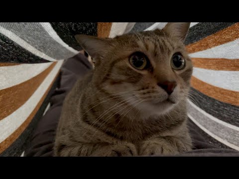 人用ハンモックで猫達と一緒に寝てみた！(YouTube)