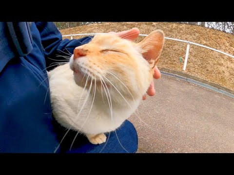 遊歩道で出会った白猫ちゃん、足元に擦り寄ってきたのでナデナデすると喜んで膝の上に乗ってきた(YouTube)