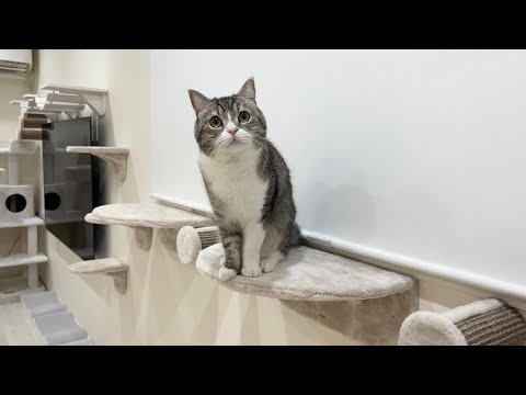 【ご報告】大奮発して家をもち様用にリフォームしたらこうなりました！(YouTube)