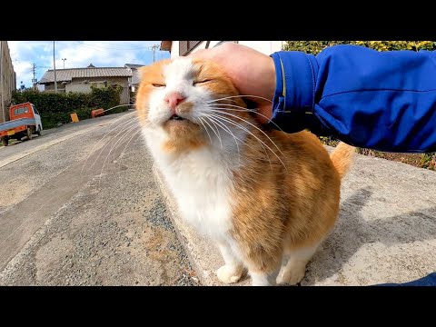 漁港の前の広場に行くと茶トラ猫軍団がゾロゾロ集まってきた(YouTube)