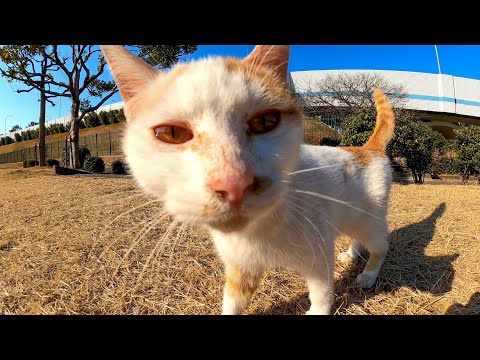 芝生の広場で出会った猫は最初は警戒していたけど撫でるとよく喋る猫だった(YouTube)