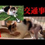 交通事故に遭ったリブちゃん奇跡の生還(YouTube)
