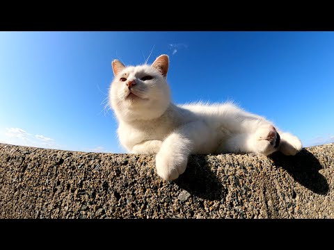 海辺で暮らす猫たちが気持ち良さそうに日光浴をする(YouTube)