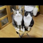 わざわざ狭いところで仲良く毛繕いする猫にほのぼのする(YouTube)