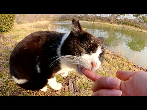 ハチワレ猫が人間の手をかじって、仲間猫の背中にもカプリと噛みつく(YouTube)