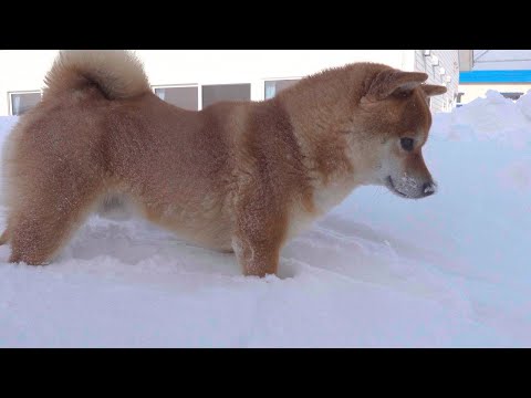 柴犬が大雪の中、途方に暮れる瞬間。(YouTube)