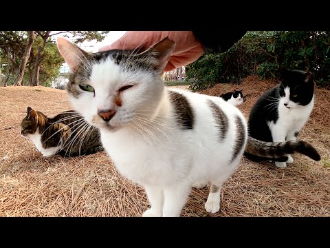 豆大福みたいな母猫と立派に成長した子猫たちが一家で団らんする(YouTube)