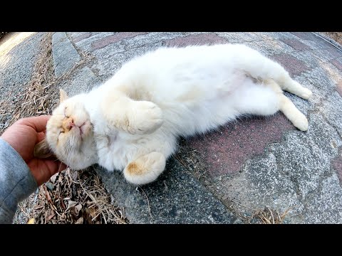 崖っぷちで寝ていた猫が安全な場所に移動してゴロンとくつろぐ(YouTube)