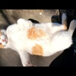 茶シロ猫がお腹をさらけ出して気持ち良さそうに日向ぼっこをする(YouTube)