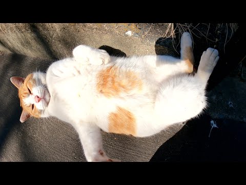 茶シロ猫がお腹をさらけ出して気持ち良さそうに日向ぼっこをする(YouTube)