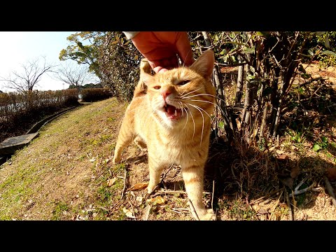 公園に行くと、いつも可愛い声でお出迎えしてくれる茶トラ猫(YouTube)