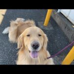 今日はなんとローソン犬！？(YouTube)