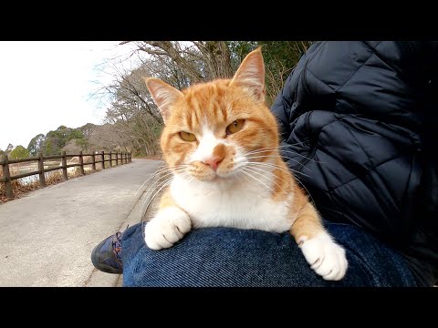 人懐っこい茶シロ猫が人間のひざの上で体を伸ばしてリラックスする(YouTube)