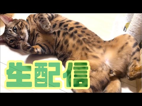 【生配信2/1】今日から2月が始まりますね生配信🐈🐈‍⬛📹(YouTube)