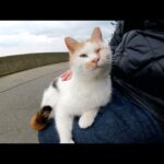 強風が吹く海沿いで、三毛猫が人間のひざにのって体を温める(YouTube)