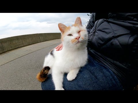 強風が吹く海沿いで、三毛猫が人間のひざにのって体を温める(YouTube)