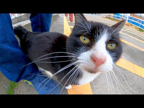 駐車場で見掛けた野良猫が人懐っこくてカワイイ(YouTube)