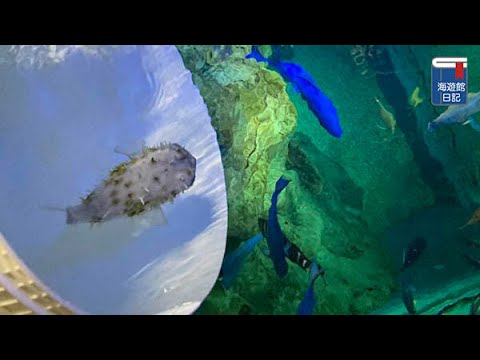 【海遊館】展示水槽にデビューしたスミツキイシガキフグの幼魚(YouTube)