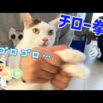爆音エンジン鳴らしながらパパにたくさん遊ばれる猫チロさん(YouTube)