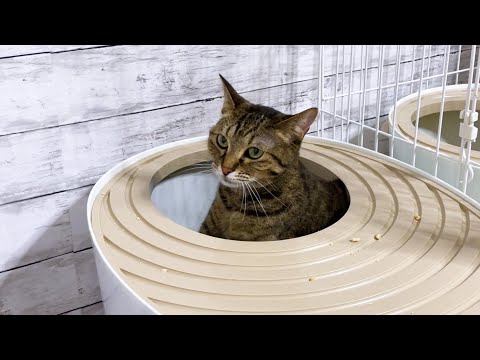 猫様のご協力によりトイレは清潔に保たれています♪(YouTube)