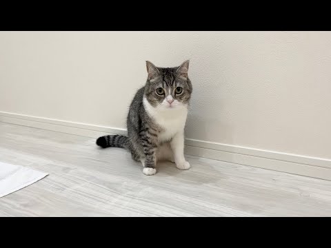 イタズラが思わぬ大惨事になって焦ってる猫がかわいすぎたw(YouTube)