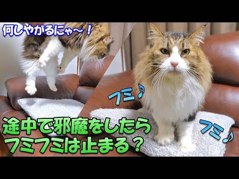 完全にスイッチが入ったフミフミ中の猫にちょっかいを出したらフミフミを止めるのか試してみた結果‥(YouTube)