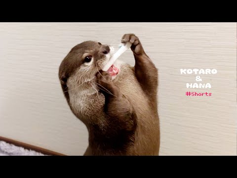 油断してるカワウソに歯ブラシマッサージ　Brushing Otter With Toothbrush #Shorts(YouTube)