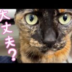 珍しく喋らないママを心配する優しいサビ猫モモちゃん(YouTube)