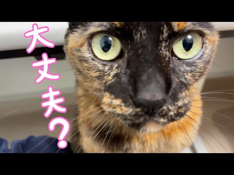 珍しく喋らないママを心配する優しいサビ猫モモちゃん(YouTube)