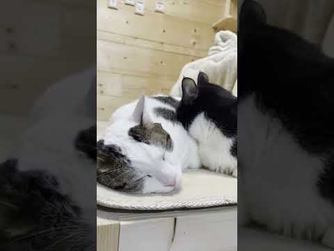 顔がズボっと埋まる猫【 #Shorts 】(YouTube)