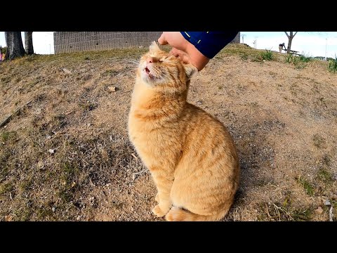 公園の茶トラ猫を撫でるとゴロゴロ喜んで付いてくる(YouTube)