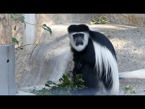世界のサル　2022年2月1日10時30分撮影(YouTube)