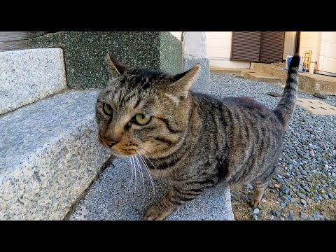 神社に行くと裏から猫が出迎えに出てきてカワイイ(YouTube)
