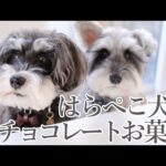 犬が可愛いチョコレートケークのお菓子作り【シュナウザージジトト】(YouTube)