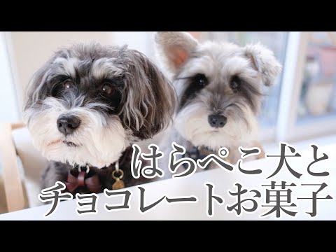 犬が可愛いチョコレートケークのお菓子作り【シュナウザージジトト】(YouTube)