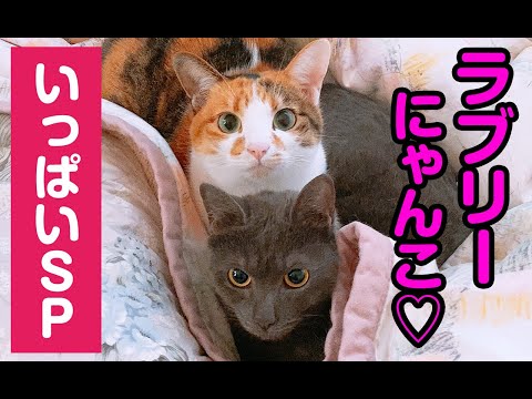 【猫動画】ラブリーにゃんこ♡いっぱいSP〜にゃんともパレード〜#125(YouTube)