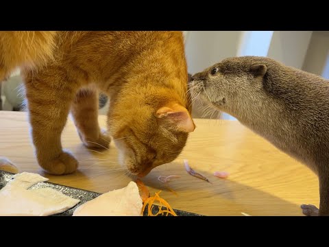 節分の日に、我が家流の豆まきと恵方巻きパーティをするカワウソと猫！ Otter and cat doing Setsubun!(YouTube)