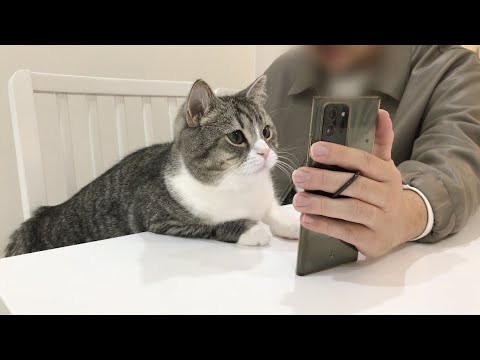 出張先から甘えんぼ猫にビデオ電話したら反応がかわいすぎました…(YouTube)