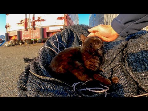 黒い網の上で寝ていた黒猫(YouTube)
