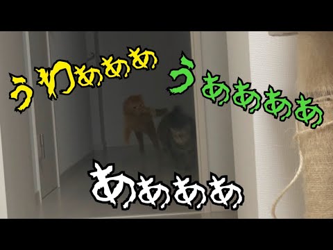 驚かせた猫の方が何故かビビってる謎の現象。(YouTube)
