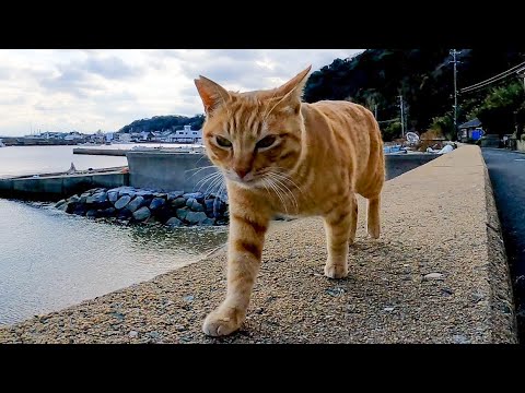 防波堤を歩いて付いてくる猫が可愛過ぎる(YouTube)